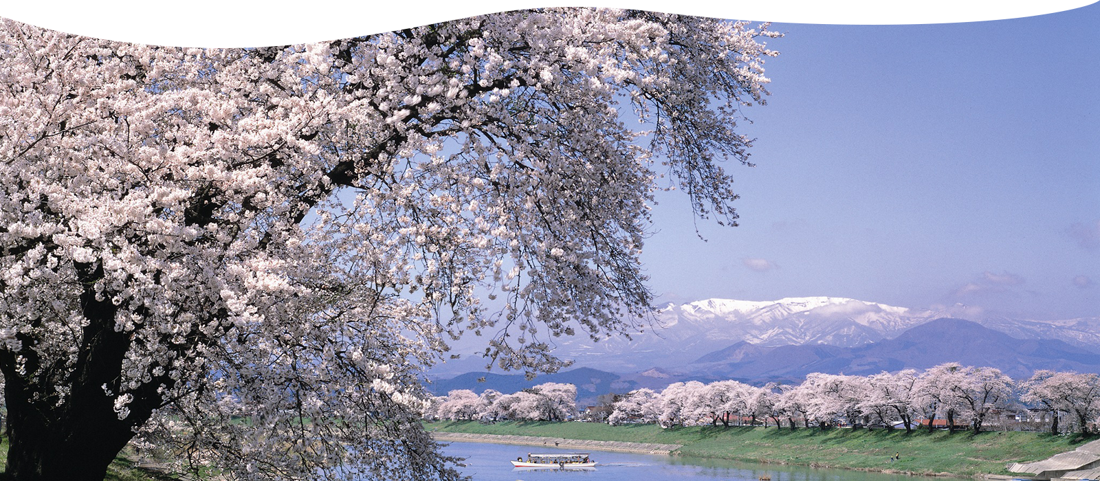 白石川堤　一目千本桜