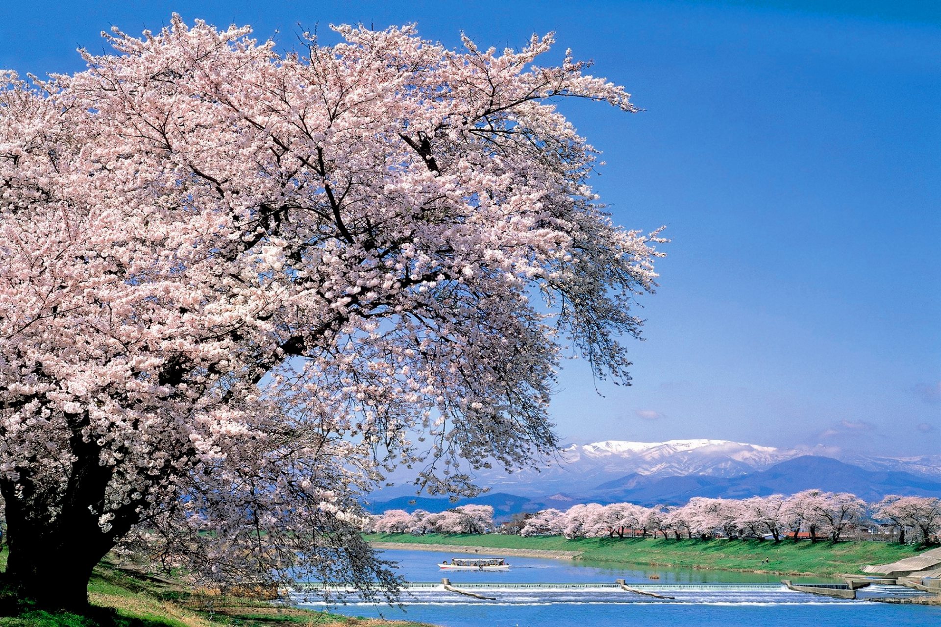 一目千本桜