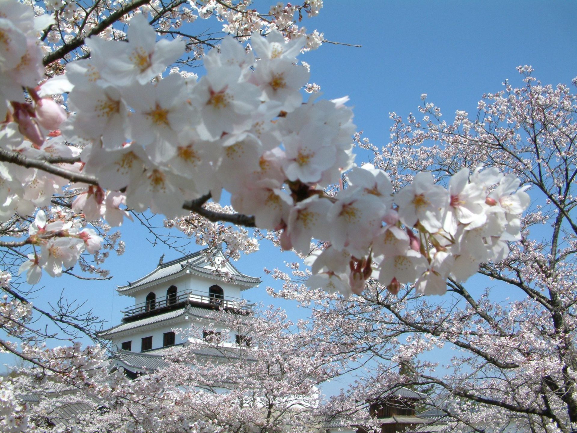 Shiorishi Castle Sakura Festival