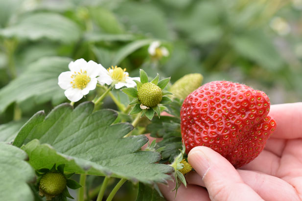 "Yamamoto Strawberry Farm"